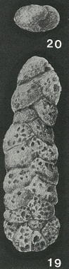 Spiroplectammina biformis (Parker & Jones, 1865) Spiroplectammina biformis (Parker & Jones, 1865)