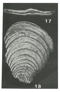 Ammospirata mexicana (Cushman, 1926) Ammospirata mexicana (Cushman, 1926)