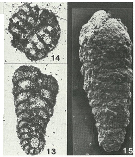 Spiroplectamminoides productus Magniez, 1972 Spiroplectamminoides productus Magniez, 1972