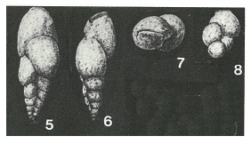 Bimonilina variana Eicher, 1960 Bimonilina variana Eicher, 1960