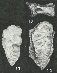 Minyaichme subcretacea (Tappan, 1943) Minyaichme subcretacea (Tappan, 1943)