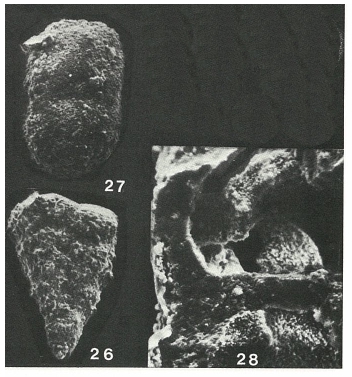 Textulariopsis portsdownensis Banner & Pereira, 1981 Textulariopsis portsdownensis Banner & Pereira, 1981
