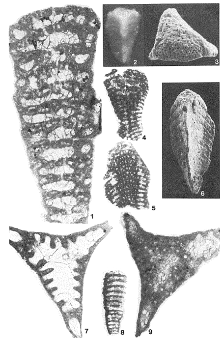 Marieita prismatica (Marie, 1954) Marieita prismatica (Marie, 1954)