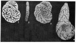 Spiropsammia uhligi (Schubert, 1902)