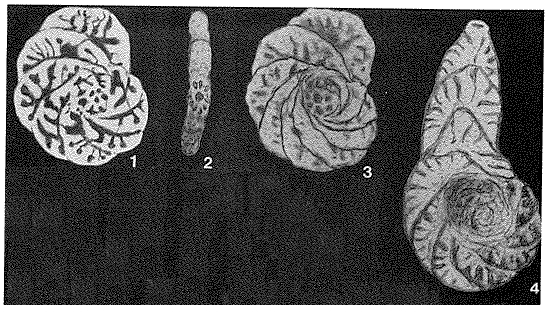 Spiropsammia uhligi (Schubert, 1902) Spiropsammia uhligi (Schubert, 1902)