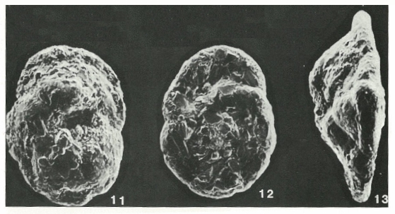 Insculptarenula texana (Cushman & Waters, 1927) Insculptarenula texana (Cushman & Waters, 1927)