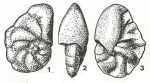 Arenonionella voutei Marks, 1951
