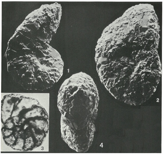 Sepetibaella sepetibaensis Brönnimann & Dias-Brito, 1982 Sepetibaella sepetibaensis Brönnimann & Dias-Brito, 1982