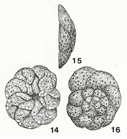 Asterotrochammina delicatula Bermúdez & Seiglie, 1963 Asterotrochammina delicatula Bermúdez & Seiglie, 1963