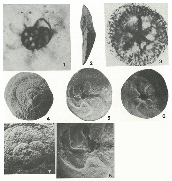 Bruneica clypea Brönnimann, Keij & Zaninetti, 1983 Bruneica clypea Brönnimann, Keij & Zaninetti, 1983