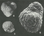 Conotrochammina whangaia Finlay, 1940