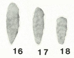 Riyadhella regularis Redmond, 1965