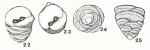 Duotaxis metula Kristan, 1957