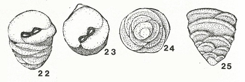 Duotaxis metula Kristan, 1957 Duotaxis metula Kristan, 1957