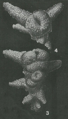 Flourensina douvillei Marie, 1938 Flourensina douvillei Marie, 1938