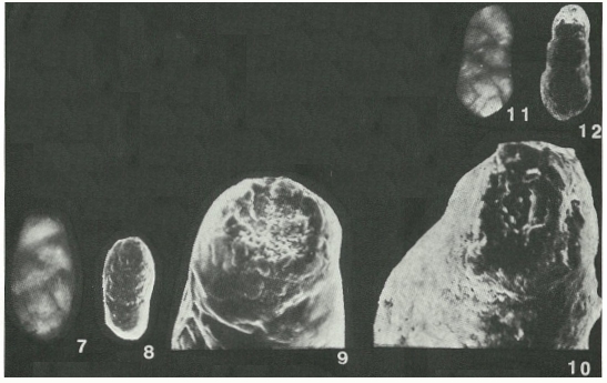 Talimuella merosa Zeng & Li, 1982 Talimuella merosa Zeng & Li, 1982