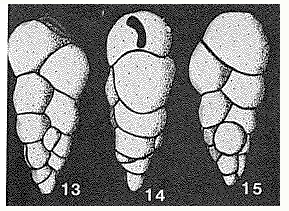 Paleogaudryina magharaensis Said & Barakat, 1958 Paleogaudryina magharaensis Said & Barakat, 1958