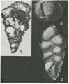 Gaudryina rugosa d'Orbigny, 1840, author: Le Coze, Franis
