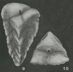 Verneuilina tricarinata d'Orbigny, 1840