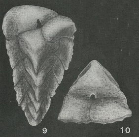 Verneuilina tricarinata d'Orbigny, 1840 Verneuilina tricarinata d'Orbigny, 1840