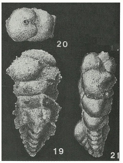 Bermudezina cubensis (Palmer & Bermúdez, 1936) Bermudezina cubensis (Palmer & Bermúdez, 1936)