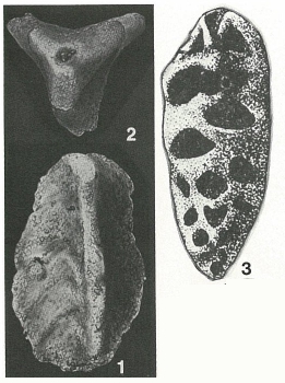 Tritaxia tricarinata (Reuss, 1844) Tritaxia tricarinata (Reuss, 1844)