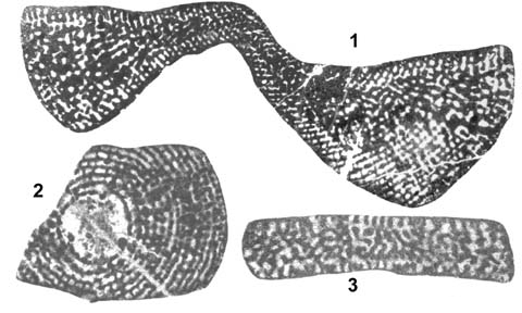 Cyclorbitopsella tibetica Cherchi, Schroeder & Zhang, 1984 Cyclorbitopsella tibetica Cherchi, Schroeder & Zhang, 1984