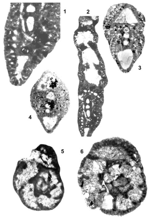 Pseudocyclammina kelleri Henson, 1948 Pseudocyclammina kelleri Henson, 1948