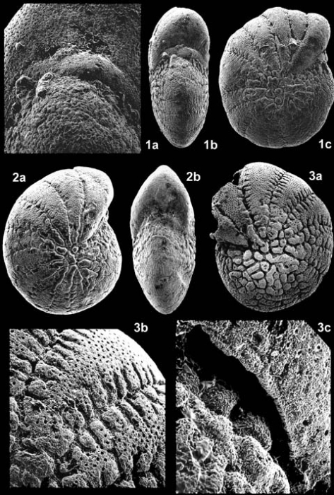 Fissoelphidium operculiferum Smout, 1955 Fissoelphidium operculiferum Smout, 1955