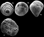 Gyroconulina columellifera Schroeder & Darmoian, 1977