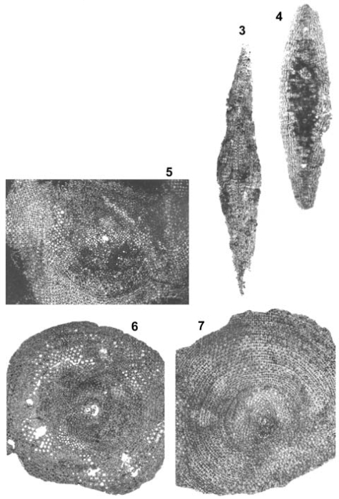 Lepidorbitoides minor (Schlumberger, 1902) Lepidorbitoides minor (Schlumberger, 1902)