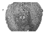 Omphalocyclus macroporus (Lamarck, 1816)