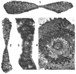 Omphalocyclus macroporus (Lamarck, 1816)