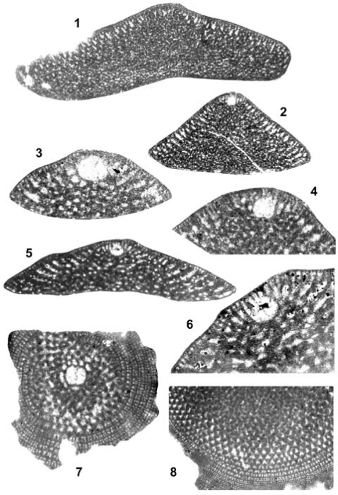 Palorbitolina lenticularis (Blumenbach, 1805) Palorbitolina lenticularis (Blumenbach, 1805)