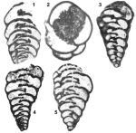 Praechrysalidina infracretacea Luperto Sinni, 1979