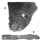 Pseudedomia multistriata Henson, 1948
