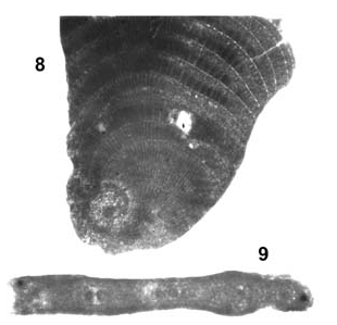 Pseudedomia multistriata Henson, 1948 Pseudedomia multistriata Henson, 1948