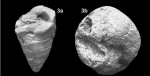 Pseudomarssonella media Redmond, 1965