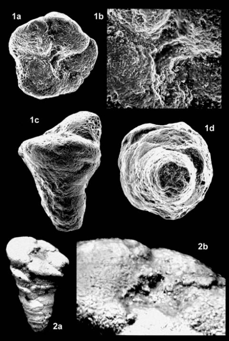 Pseudomarssonella media Redmond, 1965 Pseudomarssonella media Redmond, 1965