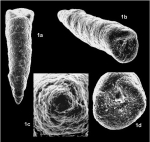 Pseudomarssonella mcclurei Redmond, 1965