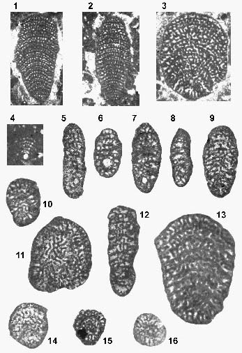 Socotraina serpentina Banner, Whittaker, Boudagher-Fadel & Samuel, 1997 Socotraina serpentina Banner, Whittaker, Boudagher-Fadel & Samuel, 1997