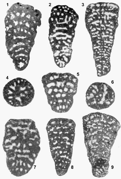 Trochamijiella gollesstanehi Athersuch, Banner & Simmons, 1992 Trochamijiella gollesstanehi Athersuch, Banner & Simmons, 1992