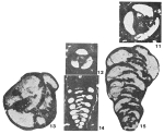 Praechrysalidina infracretacea Luperto Sinni, 1979
