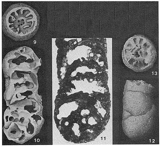 Coprolithina subcylindrica Marie, 1941 Coprolithina subcylindrica Marie, 1941