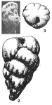 Crenaverneuilina mariei (Carter & Hart, 1977)