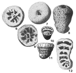 Lituola aquisgranensis Beissel, 1886