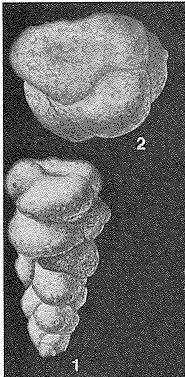 Cribroturretoides miocenica Smith, 1948 Cribroturretoides miocenica Smith, 1948