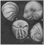 Pernerina depressa (Perner, 1892)