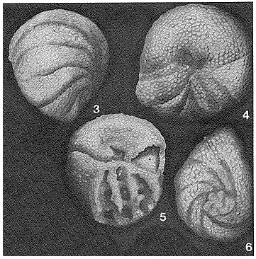 Pernerina depressa (Perner, 1892) Pernerina depressa (Perner, 1892)