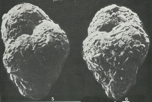Rhumblerella sepetibaensis Brönnimann, 1981 Rhumblerella sepetibaensis Brönnimann, 1981